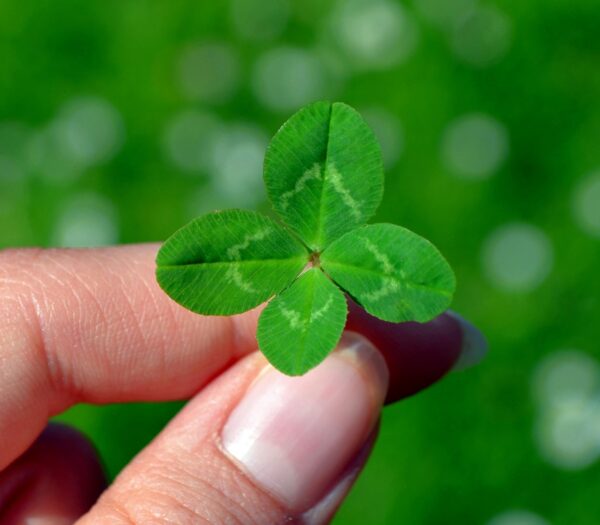 clover-345135_1280 Trèfle