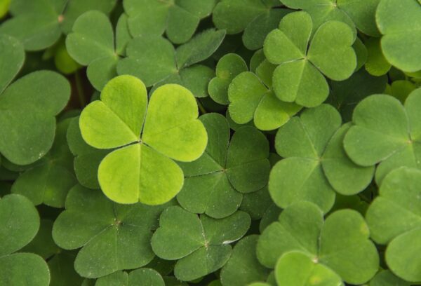 clover-3768689_1280 Trèfle