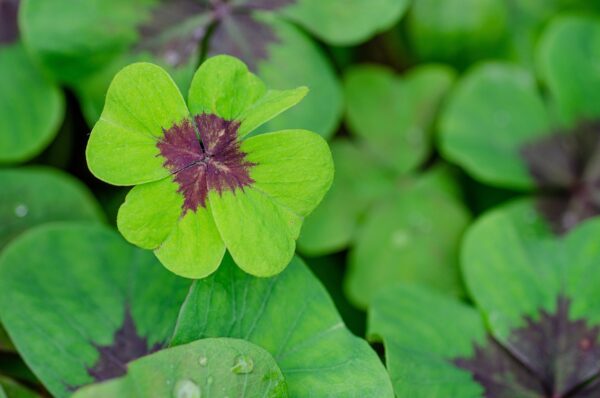 clover-5736747_1280 Trèfle