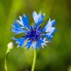 Bleuet
