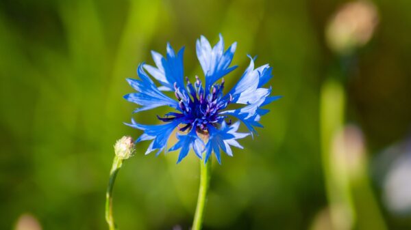 cornflower-3474346_1280 Bleuet
