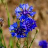 Bleuet
