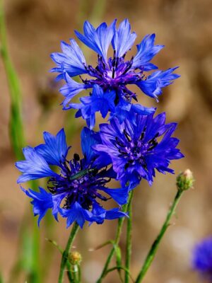 Bleuet