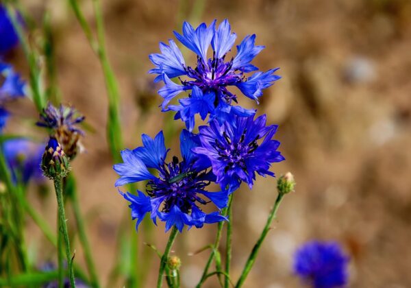 cornflower-5363275_1280 Bleuet