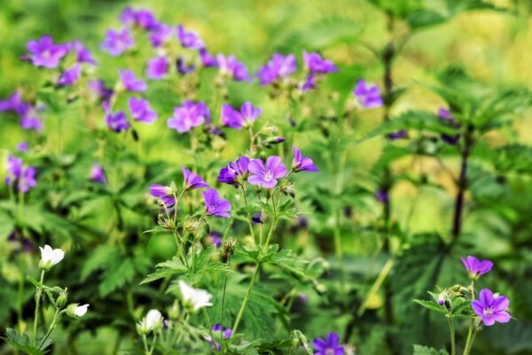 cranesbill-3410271_1280 Géranium