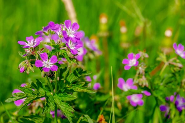 cranesbill-3604069_1280 Géranium