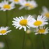 Marguerite
