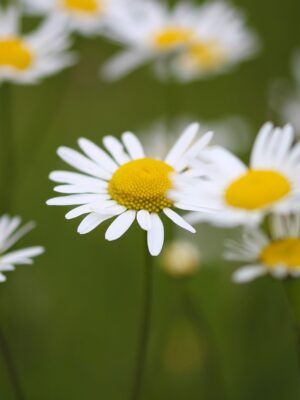 Marguerite