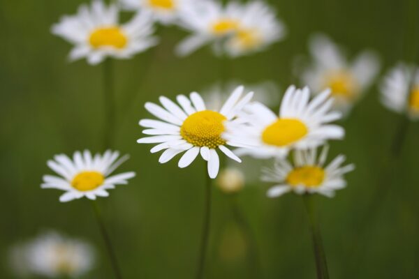 daisies-5212890_1280 Marguerite