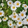 Marguerite