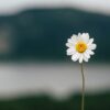 Marguerite
