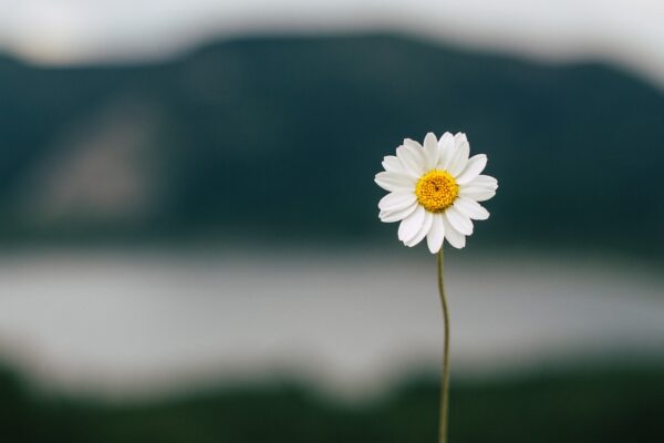 daisy-5383056_1280 Marguerite