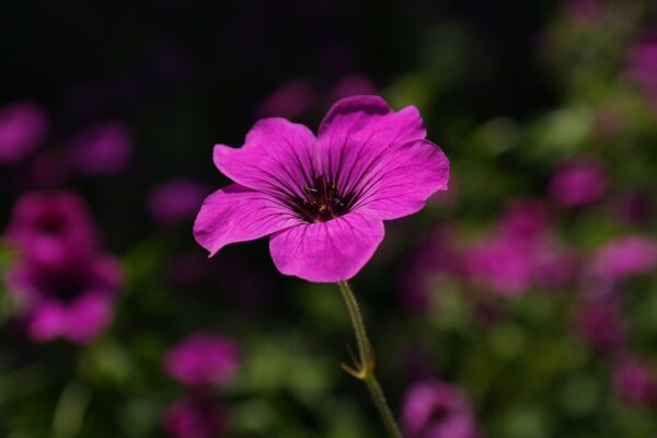 flower-141576_1280 Géranium