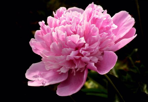 flower-3766465_1280 Pivoine