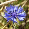 Bleuet