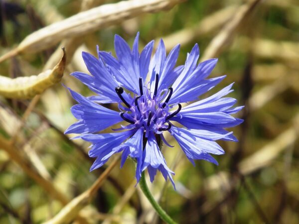 flower-388960_1280 Bleuet