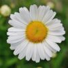 Marguerite