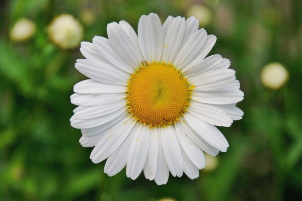 flower-50157_1280 Marguerite