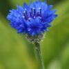 Bleuet