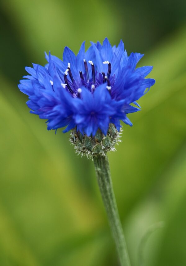 flower-7230530_1280 Bleuet