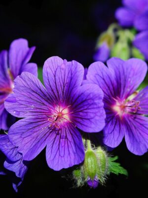 Géranium