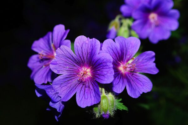 flowers-356919_1280 Géranium