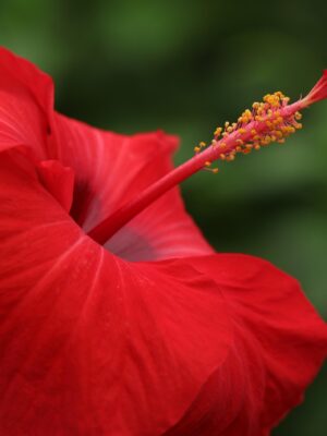 Hibiscus