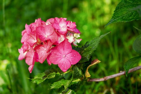 hydrangea-3469435_1280 Hortensia