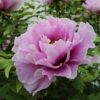 Pivoine