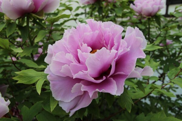 peony-1205865_1280 Pivoine