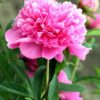 Pivoine