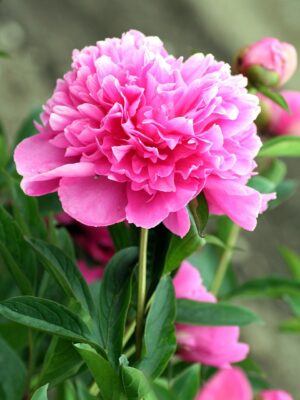 Pivoine