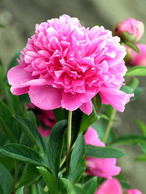 peony-1421316_1280 Pivoine