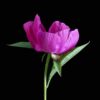 Pivoine