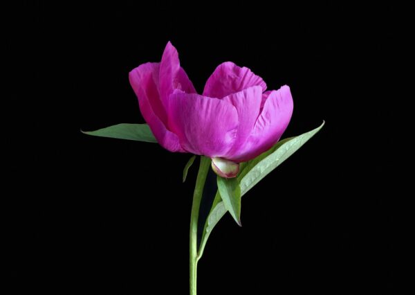 pink-peony-1631344_1280 Pivoine
