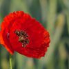Coquelicot