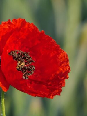 Coquelicot