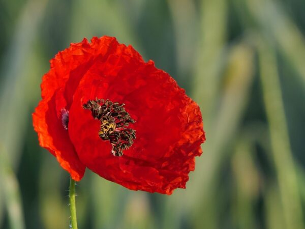 poppy-3430058_1280 Coquelicot