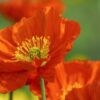 Coquelicot