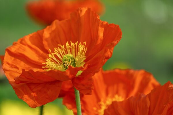 poppy-5058494_1280 Coquelicot