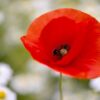 Coquelicot