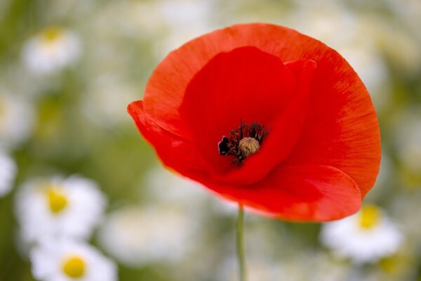 poppy-6320719_1280 Coquelicot