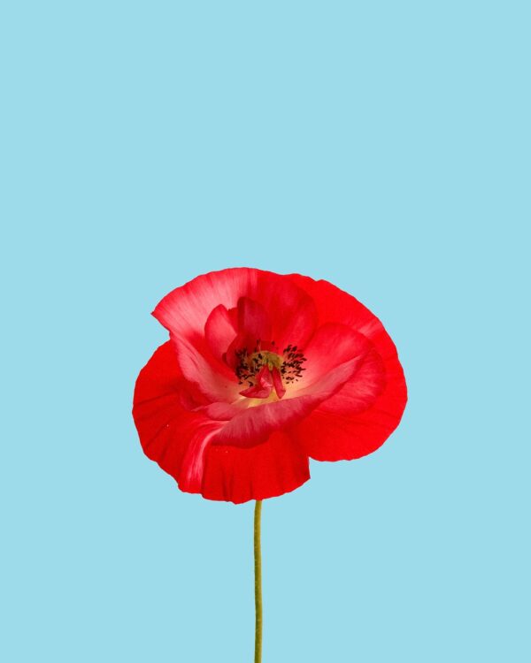 red-poppy-5569413_1280 Coquelicot