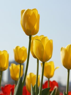 Tulipe