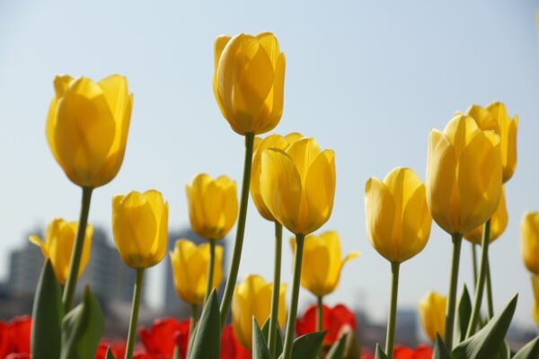 tulip-7120784_1280 Tulipe