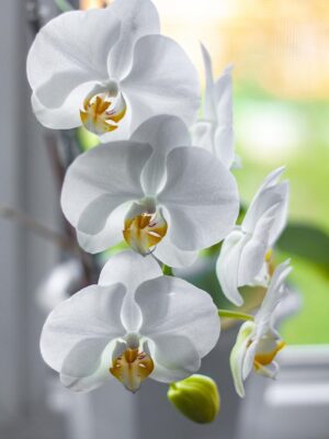 Orchidée