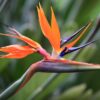 Bird of Paradise