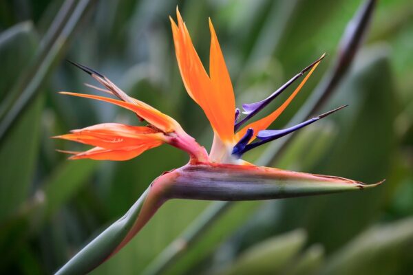 2048x1365-Strelitzia-reginae-GettyImages-1270647929-4f76714 Bird of Paradise