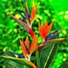 Bird of Paradise