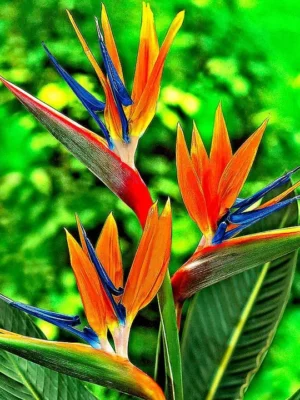 Bird of Paradise